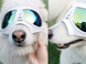 Сонцезахисні окуляри для собак