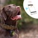 GPS-трекер для отслеживания домашних животных